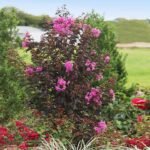 Lagerstroemia Black Diamond 'Lavender Lace'