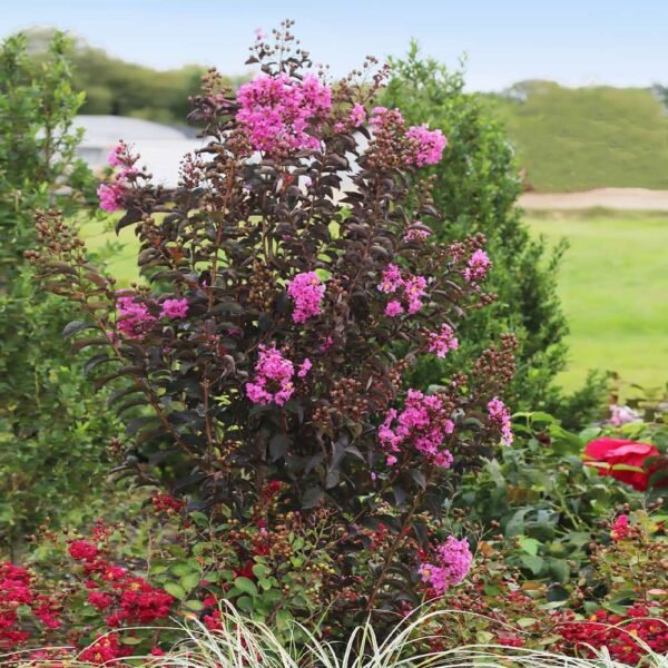 Lagerstroemia Black Diamond 'Lavender Lace'