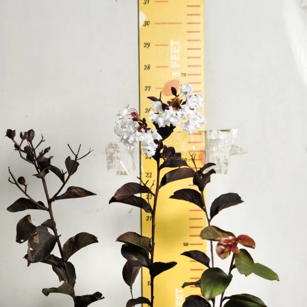 Lagerstroemia Black Diamond 'White' - Image 4