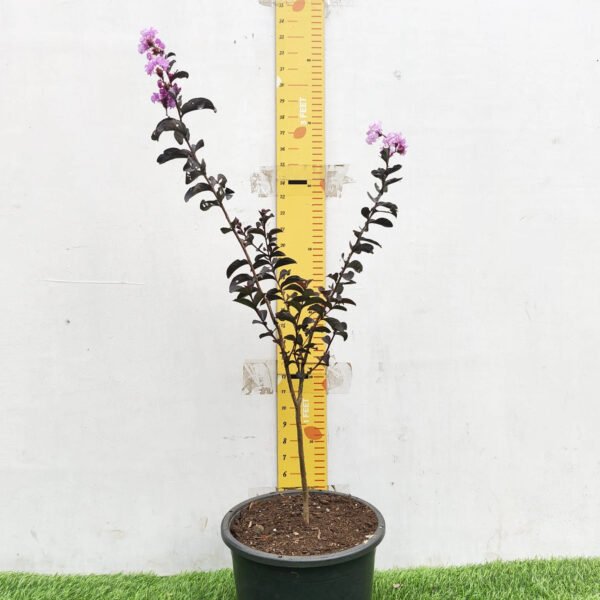 Lagerstroemia Black Diamond 'Lavender Lace' - Image 3