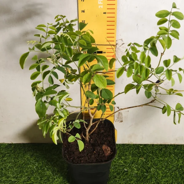 Aparajita Double Bloom Live Plant (Blue Color) - Image 5