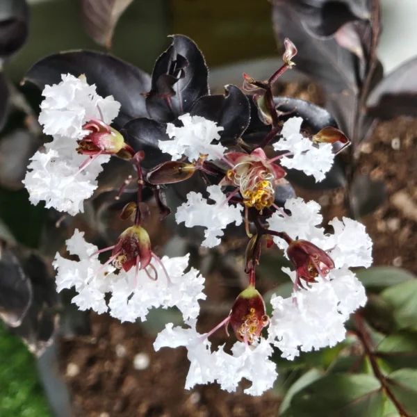 Lagerstroemia Black Diamond 'White' - Image 12