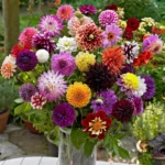 Dahlia Bulb (Mixed Variety/Color)