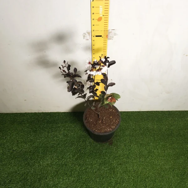 Lagerstroemia Black Diamond 'White' - Image 6