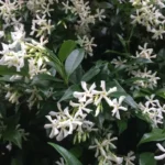 Trachelospermum jasminoides – Star Jasmine (Fragrant)