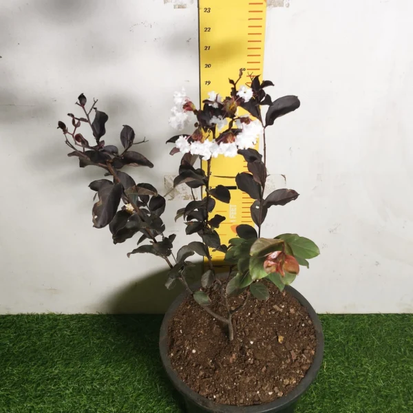 Lagerstroemia Black Diamond 'White' - Image 7