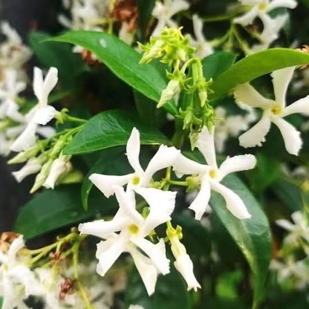 fd88d04e-946e-4a58-ad00-0c1a49dcc625 Trachelospermum jasminoides – Star Jasmine (Fragrant) - Image 3