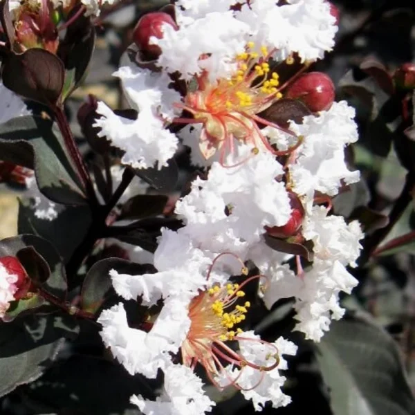 Lagerstroemia Black Diamond 'White' - Image 3