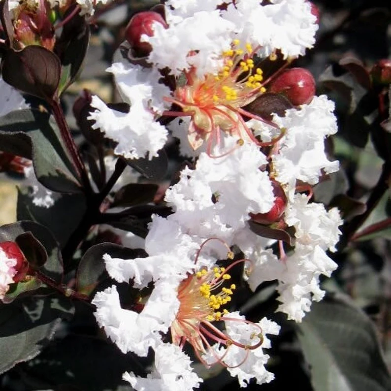 il_794xN.4607586082_3ovm Lagerstroemia Black Diamond 'White' - Image 3