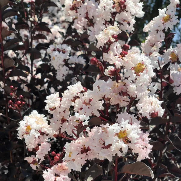 Lagerstroemia Black Diamond 'White' - Image 2