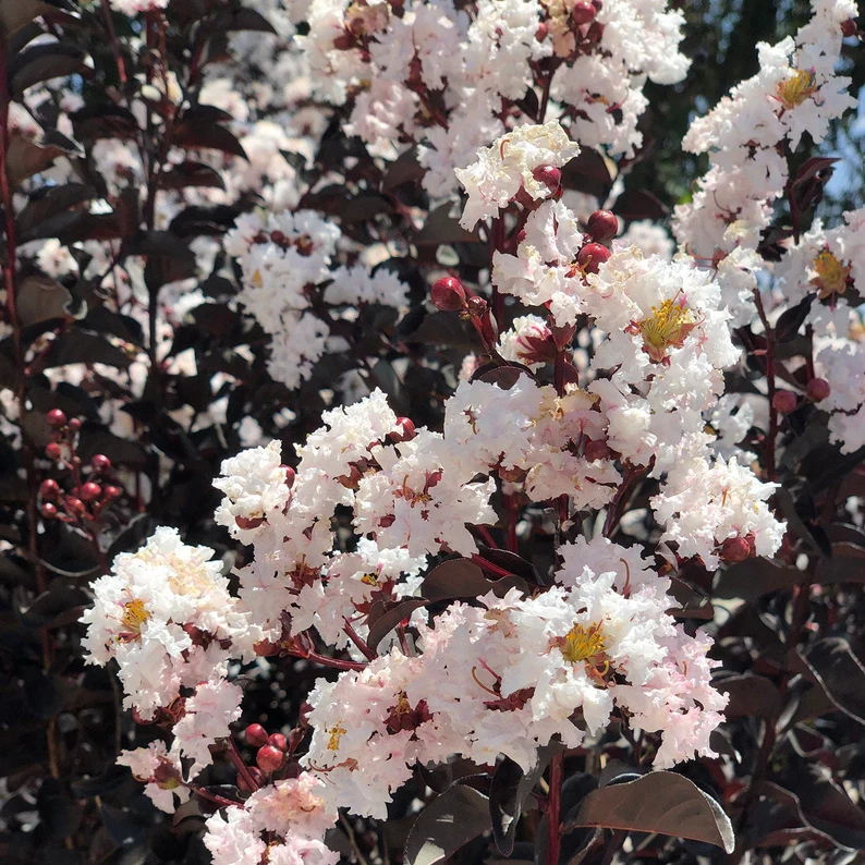 il_794xN.4655824809_5aqe Lagerstroemia Black Diamond 'White' - Image 2