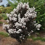 Lagerstroemia Black Diamond 'White'