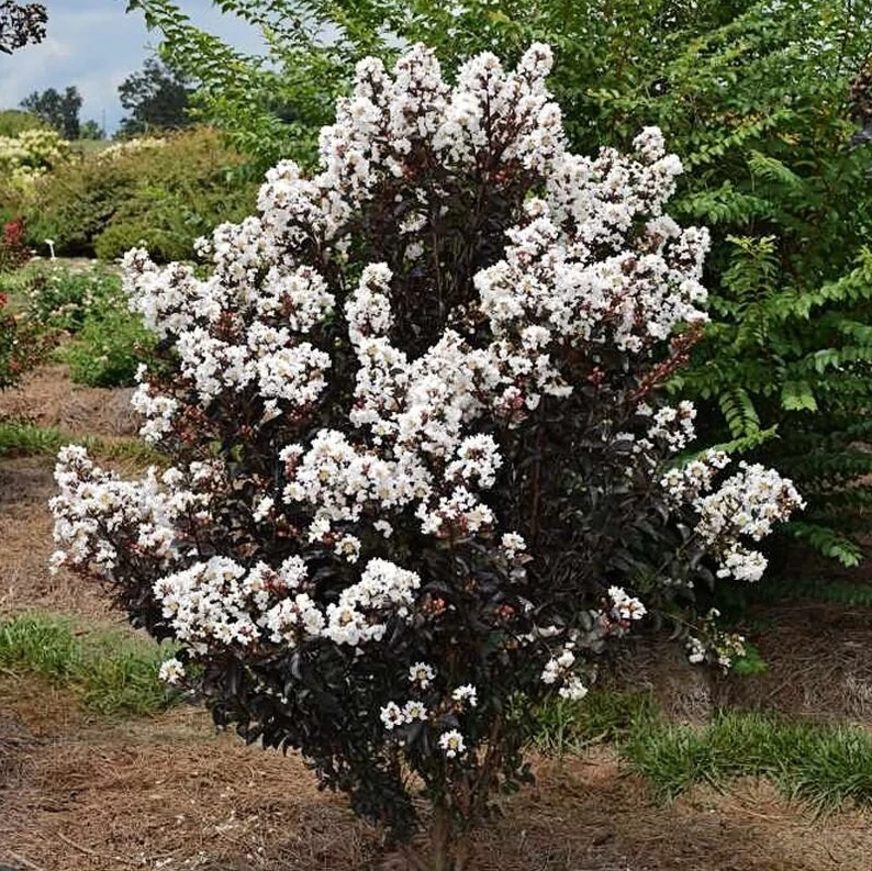 il_794xN.4655826869_ndam Lagerstroemia Black Diamond 'White' - Image 1