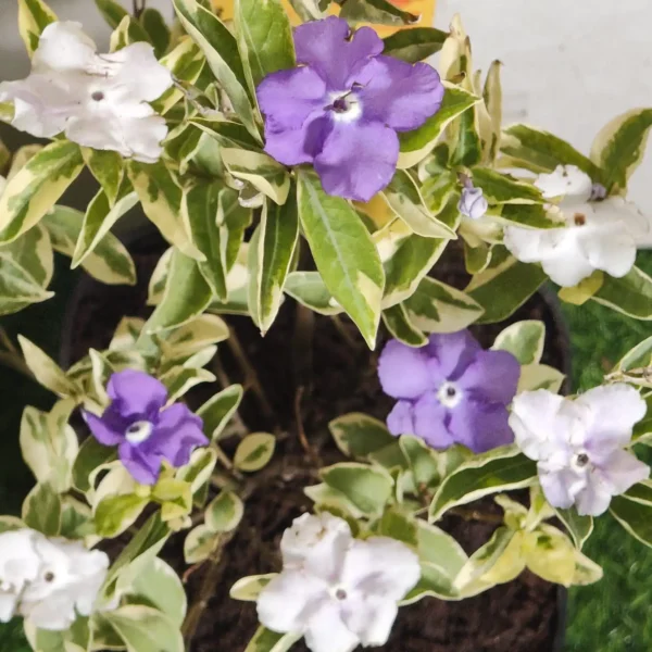 Yesterday Today Tomorrow- Brunfelsia Pauciflora Variegated - Image 2