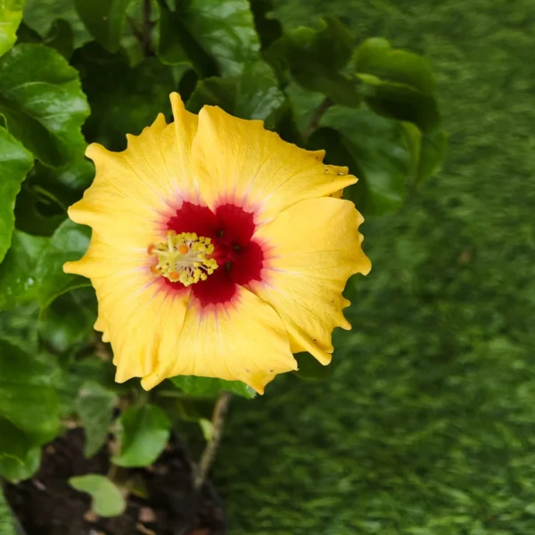 Hibiscus (Gudhal) hybrid Miniature Variety (Yellow color) - Image 3