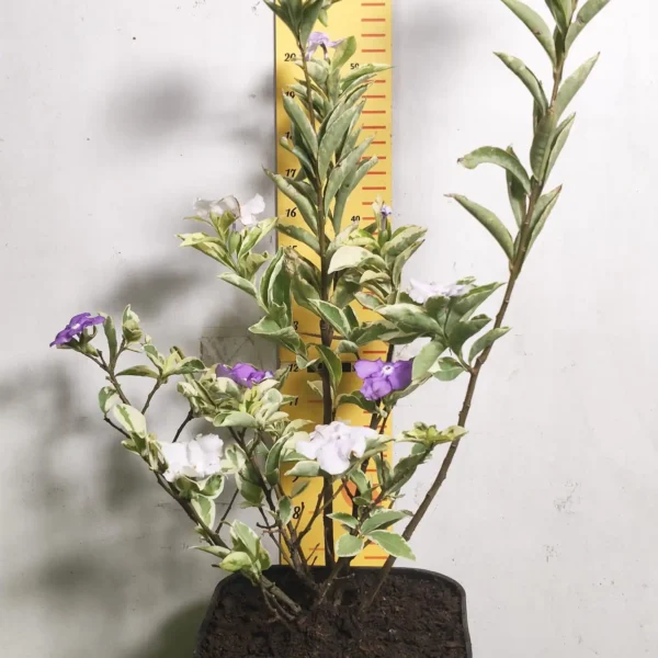 Yesterday Today Tomorrow- Brunfelsia Pauciflora Variegated - Image 5