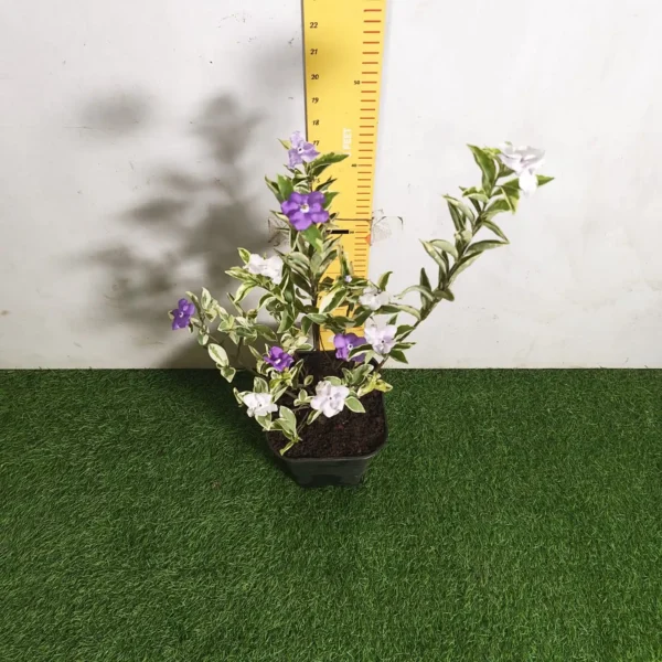 Yesterday Today Tomorrow- Brunfelsia Pauciflora Variegated - Image 11