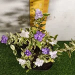 Yesterday Today Tomorrow- Brunfelsia Pauciflora Variegated