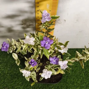 Yesterday Today Tomorrow- Brunfelsia Pauciflora Variegated