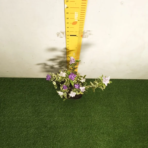Yesterday Today Tomorrow- Brunfelsia Pauciflora Variegated - Image 7