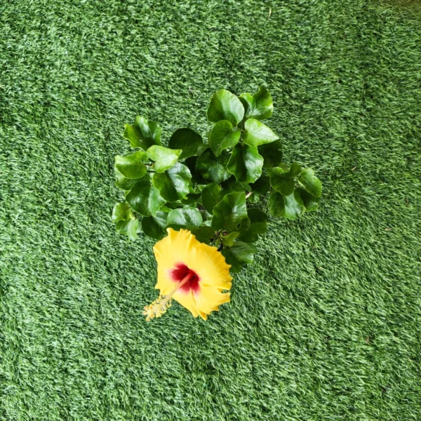 Hibiscus (Gudhal) hybrid Miniature Variety (Yellow color) - Image 5