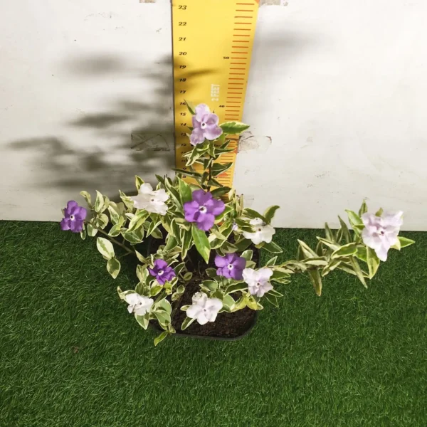 Yesterday Today Tomorrow- Brunfelsia Pauciflora Variegated - Image 6