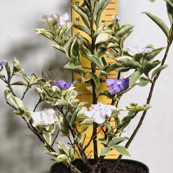 Yesterday Today Tomorrow- Brunfelsia Pauciflora Variegated - Image 4