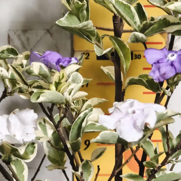 Yesterday Today Tomorrow- Brunfelsia Pauciflora Variegated - Image 3