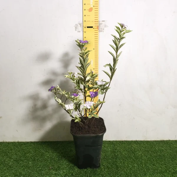 Yesterday Today Tomorrow- Brunfelsia Pauciflora Variegated - Image 9