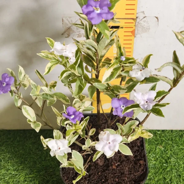 Yesterday Today Tomorrow- Brunfelsia Pauciflora Variegated - Image 8
