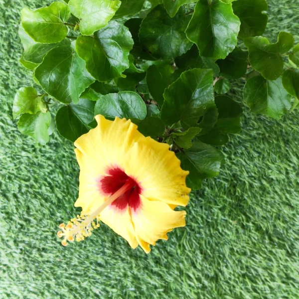Hibiscus (Gudhal) hybrid Miniature Variety (Yellow color) - Image 4