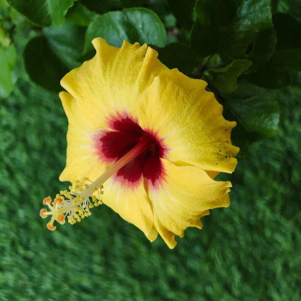 Hibiscus (Gudhal) hybrid Miniature Variety (Yellow color) - Image 2