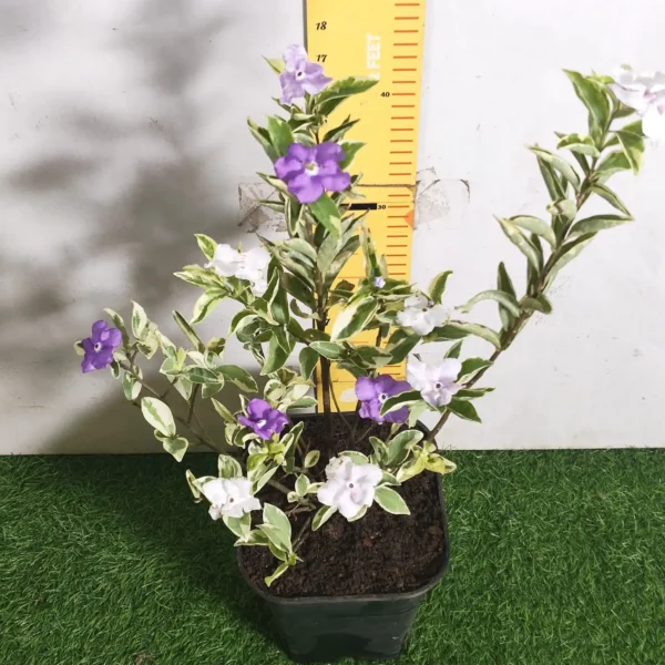 Yesterday Today Tomorrow- Brunfelsia Pauciflora Variegated - Image 10