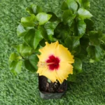 Hibiscus (Gudhal) hybrid Miniature Variety (Yellow color)