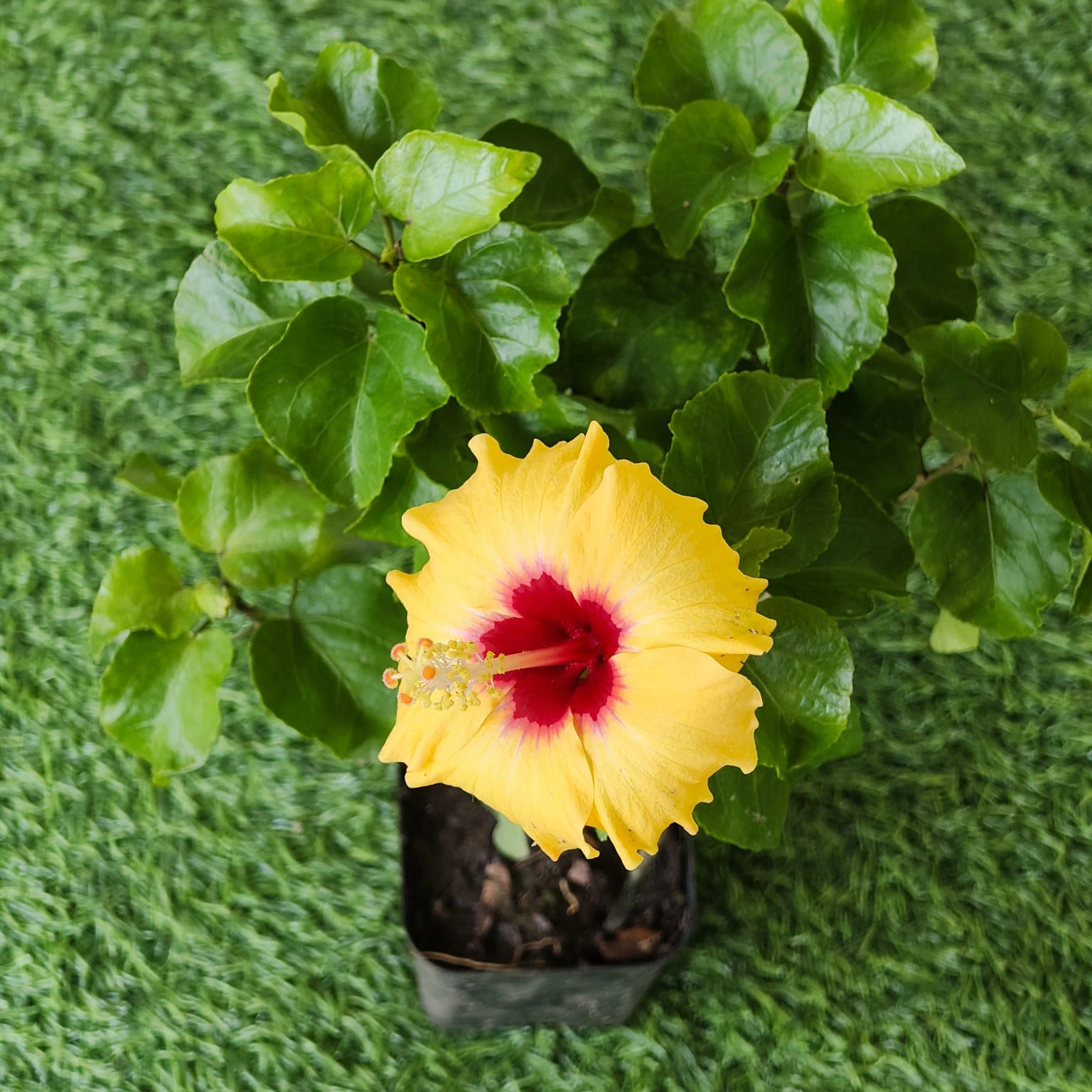 f5c2a4cc-772a-46b7-b962-03e9e0436343 Hibiscus (Gudhal) hybrid Miniature Variety (Yellow color) - Image 1