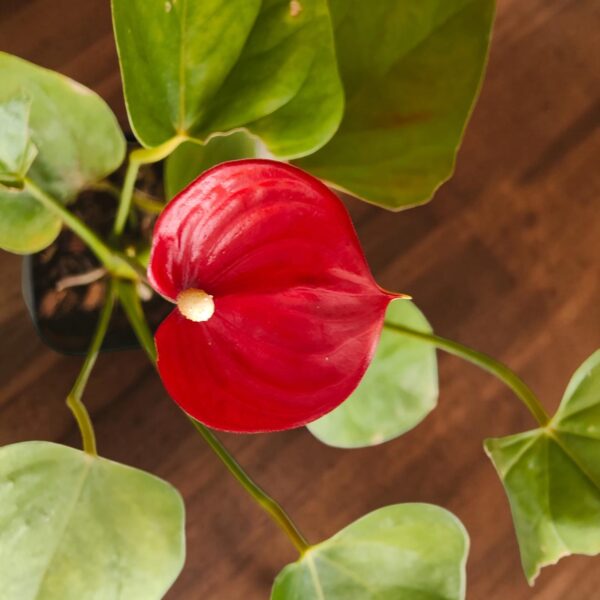 Anthurium Andraeanum Million Flowers 'Red' - Image 7