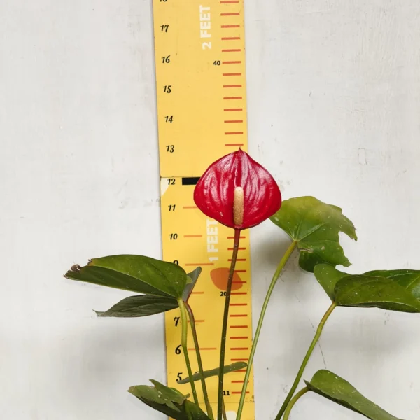 Anthurium Andraeanum Million Flowers 'Red' - Image 3