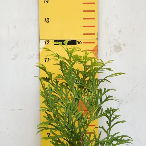 Thuja occidentalis ‘Golden Globe' Arborvitae - Image 4