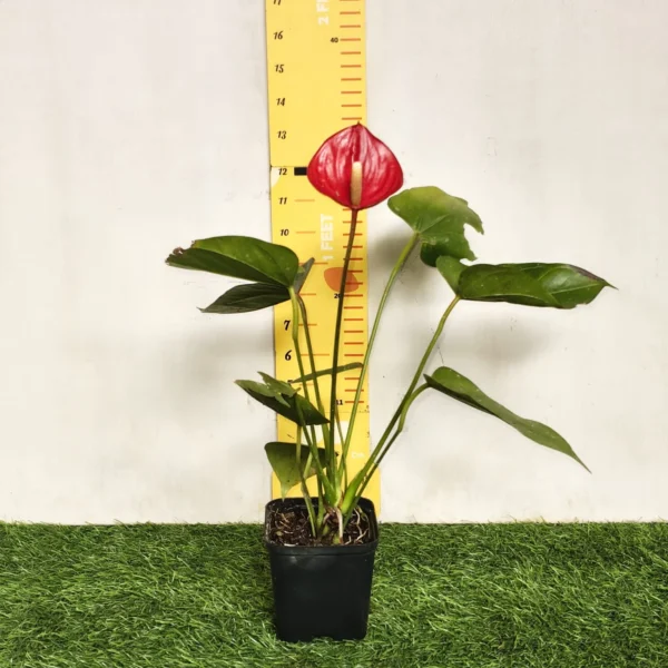 Anthurium Andraeanum Million Flowers 'Red' - Image 2