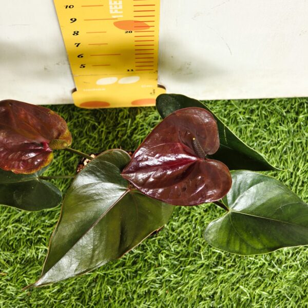 Anthurium andraeanum Chocolate Pot Variety - Image 6