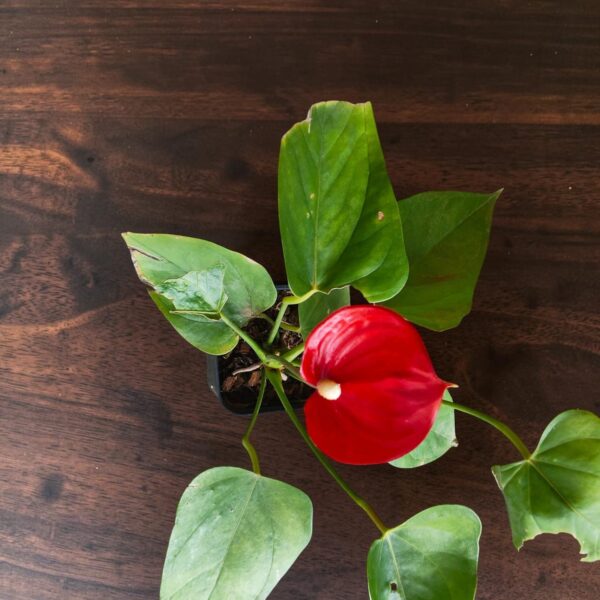 Anthurium Andraeanum Million Flowers 'Red' - Image 6