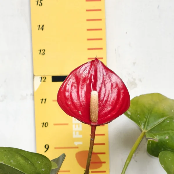 Anthurium Andraeanum Million Flowers 'Red' - Image 5