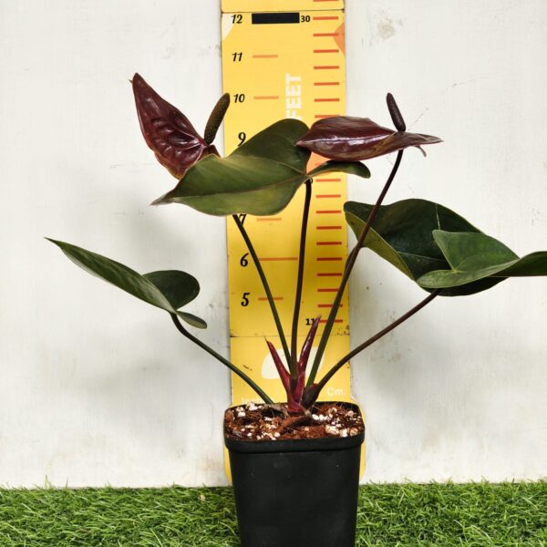 Anthurium andraeanum Chocolate Pot Variety - Image 4