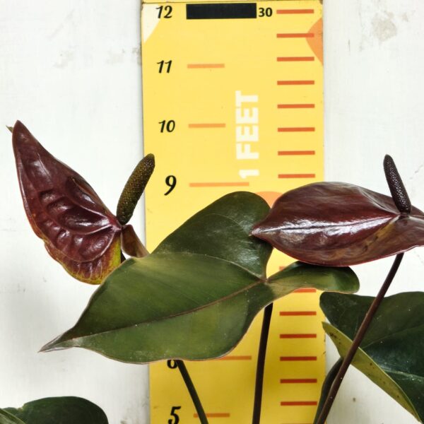 Anthurium andraeanum Chocolate Pot Variety - Image 5
