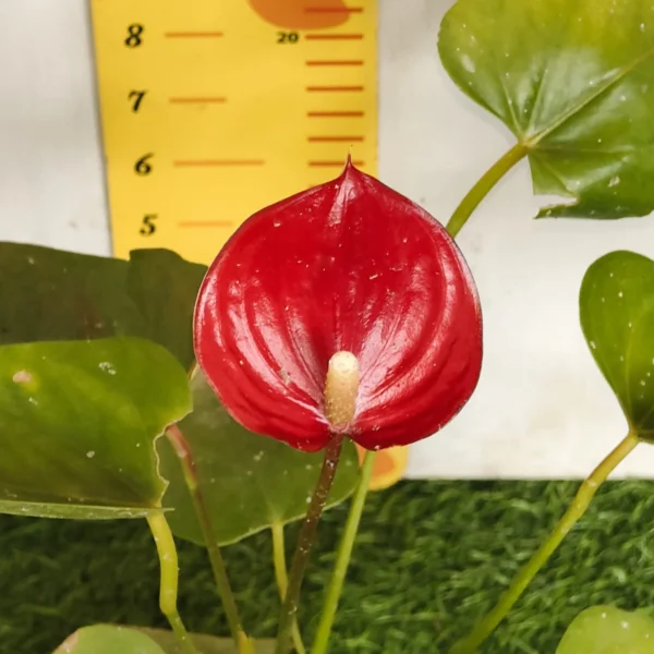 Anthurium Andraeanum Million Flowers 'Red' - Image 4
