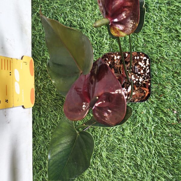 Anthurium andraeanum Chocolate Pot Variety - Image 8