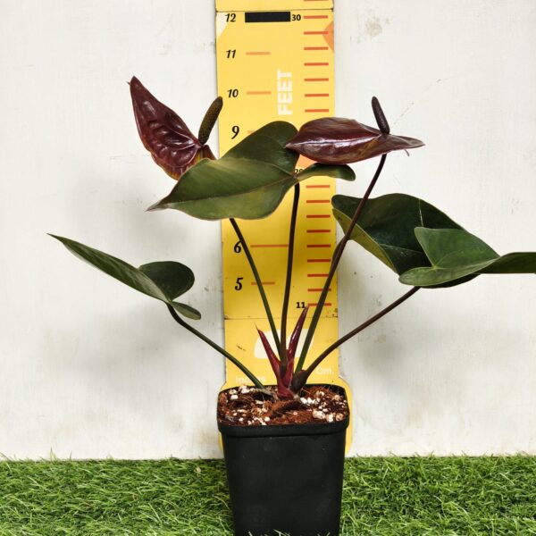 Anthurium andraeanum Chocolate Pot Variety - Image 3