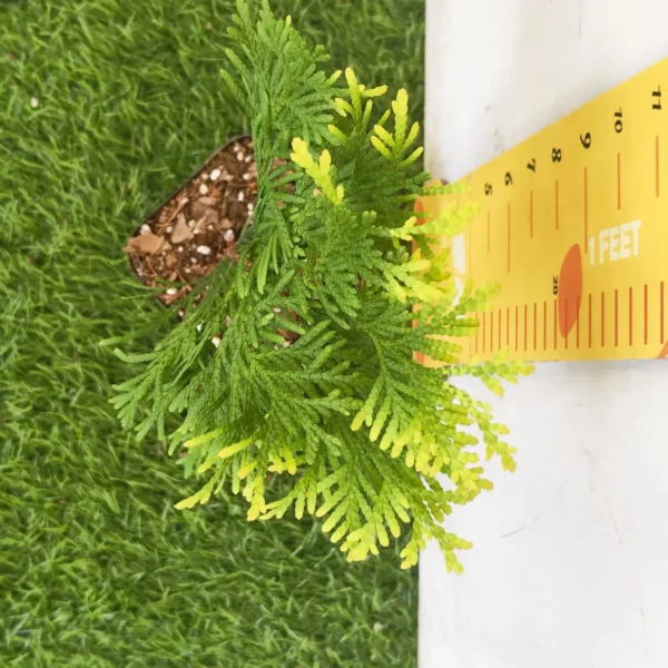 Thuja occidentalis ‘Golden Globe' Arborvitae - Image 9