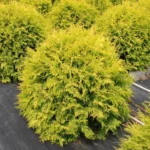 Thuja occidentalis ‘Golden Globe' Arborvitae