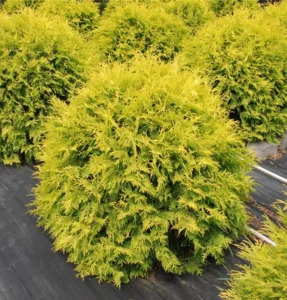 Thuja occidentalis ‘Golden Globe’ Arborvitae